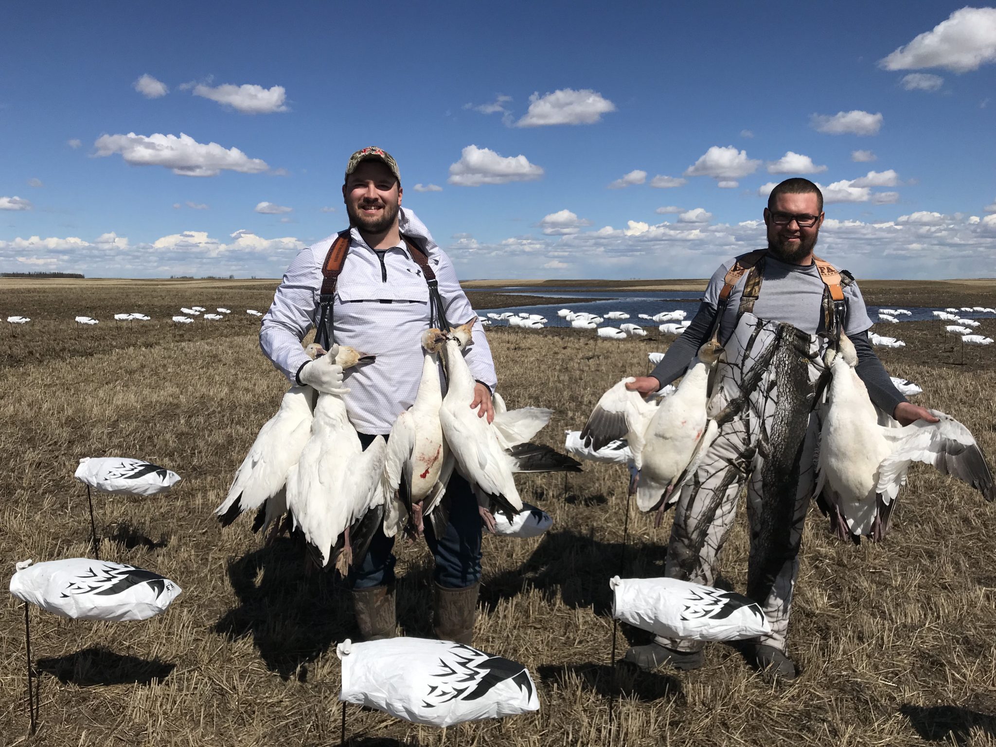 Cheers to Snow Geese