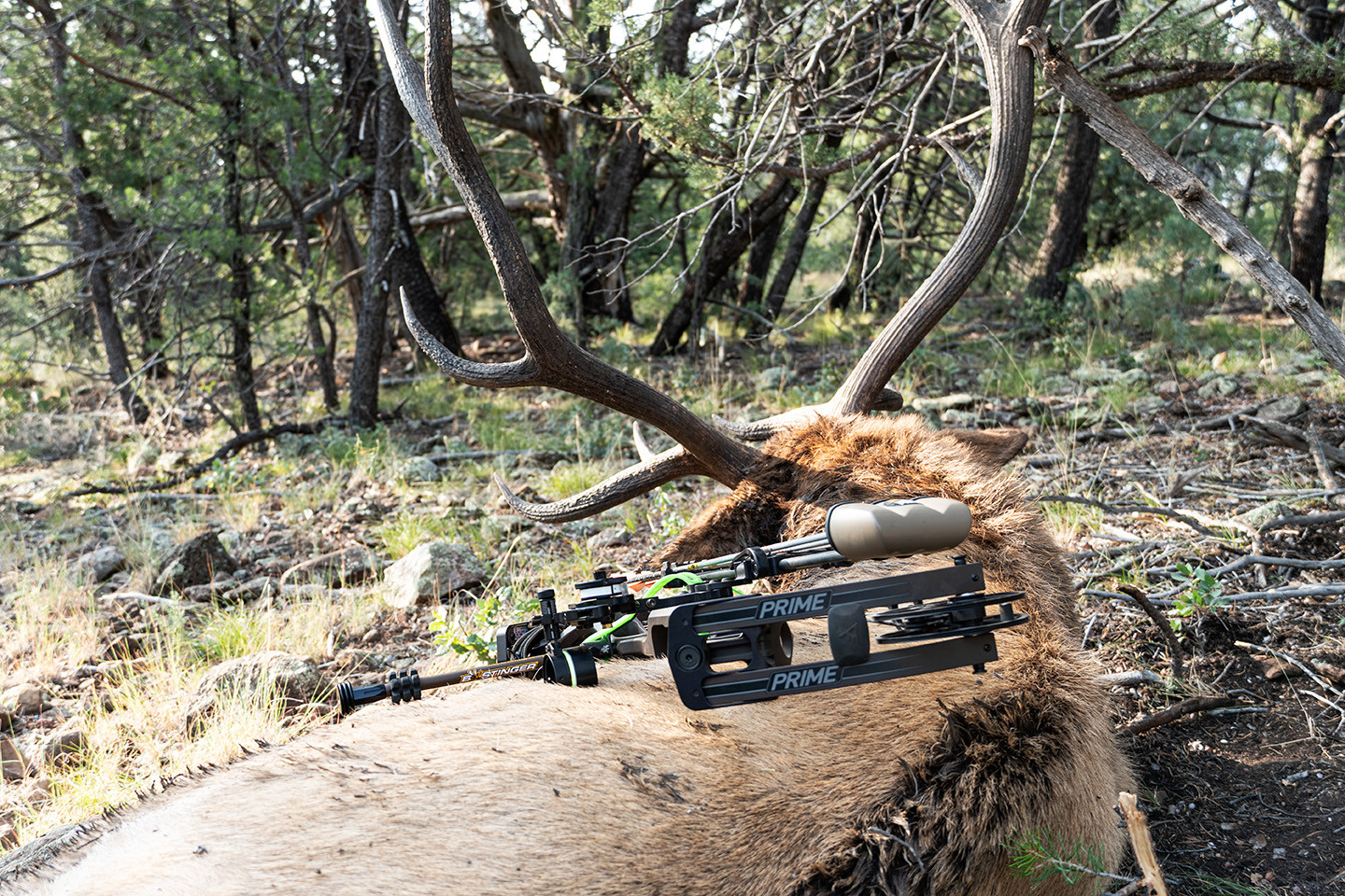 Top Multi-Pin Bow Sights for Bowhunters