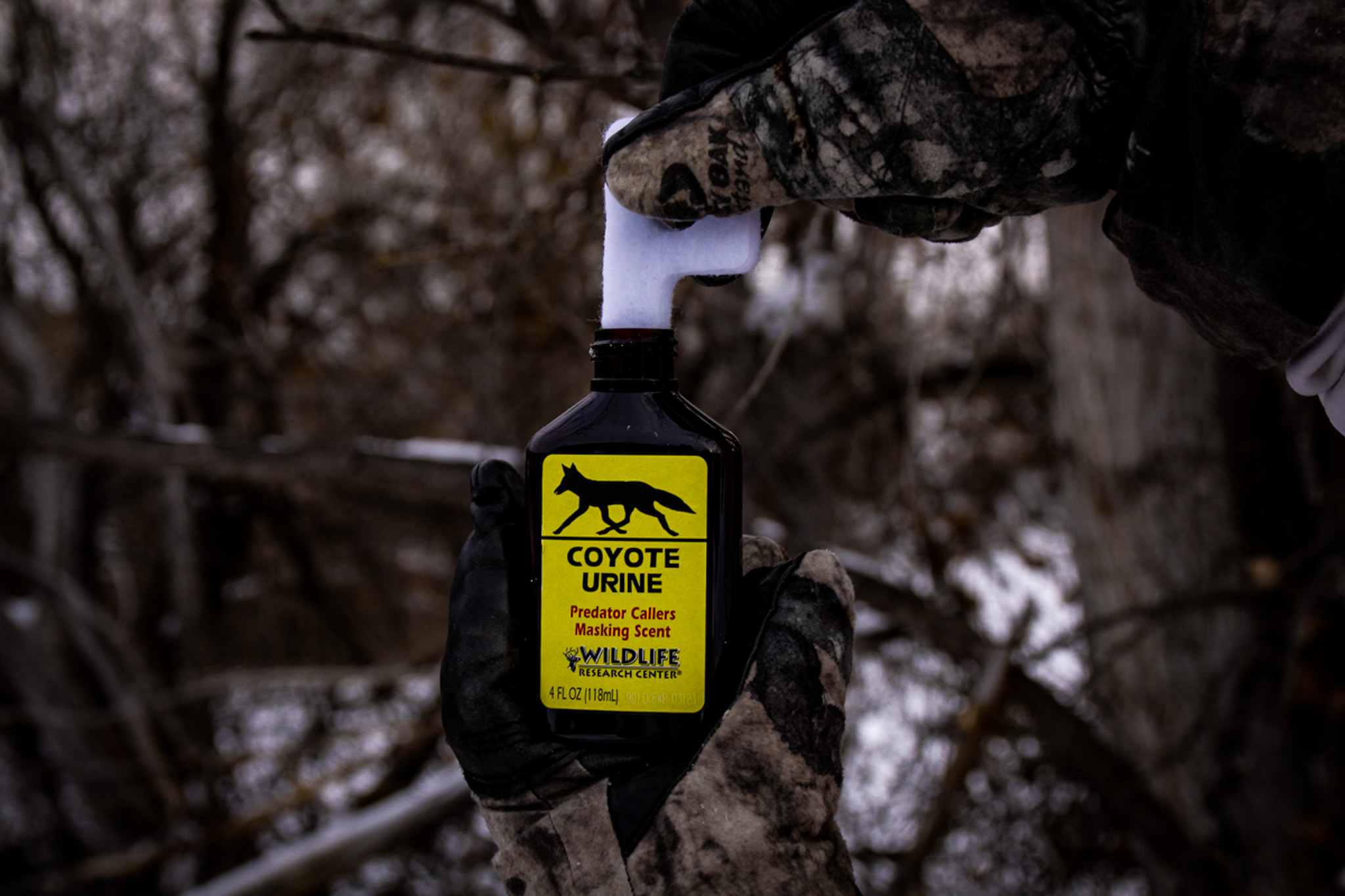 Gear Up For Coyote Breeding Season Born Hunting