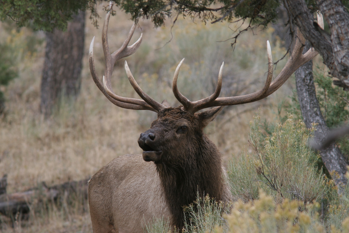 Create Confidence In Elk With Noise