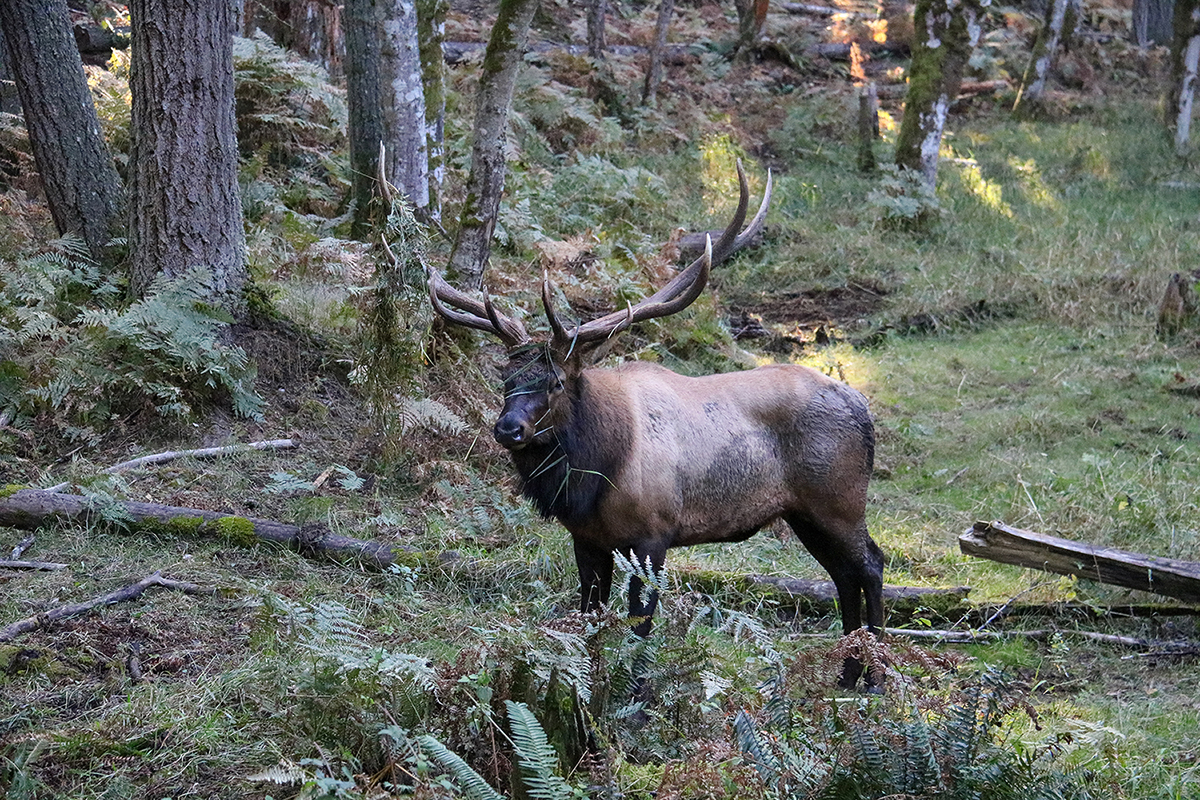 So You Want To Hunt Roosevelt Elk?