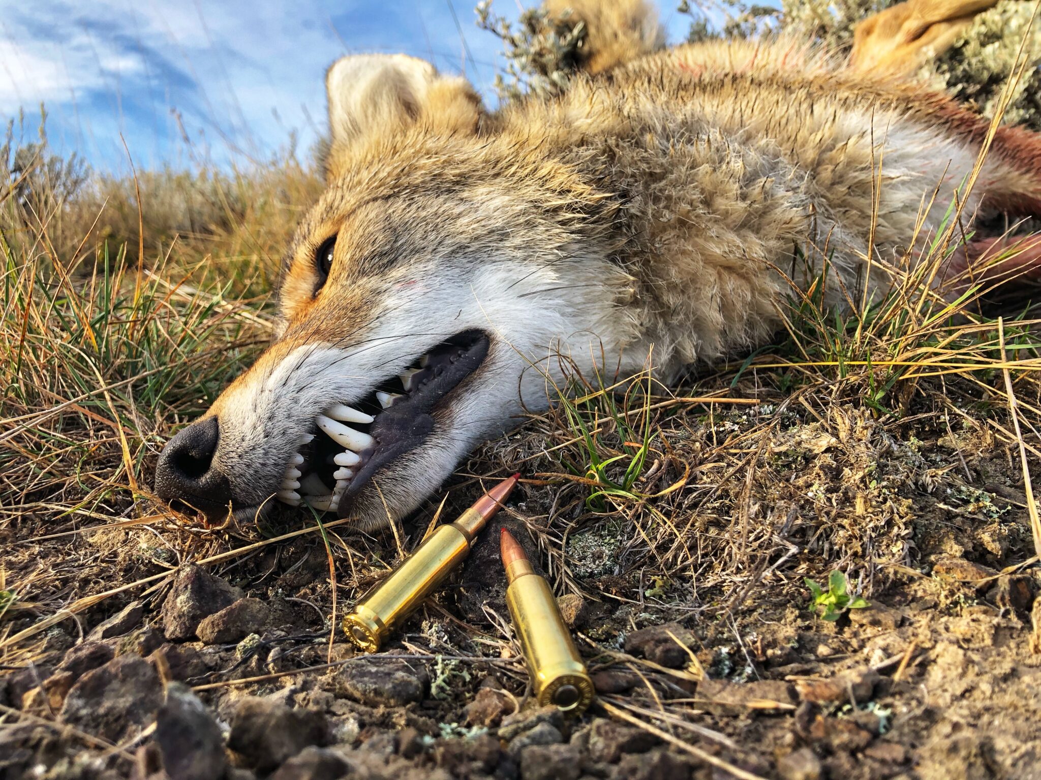 HORNADY’S NEW ELD-VT, A COYOTE CATCHER