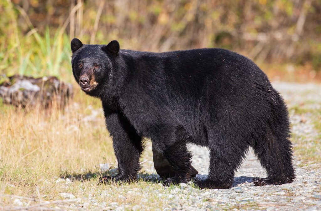British Columbia Black Bear Adventures
