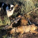 How To Call Summertime Coyotes