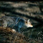 Coyote Management Equals Fun & Fawns