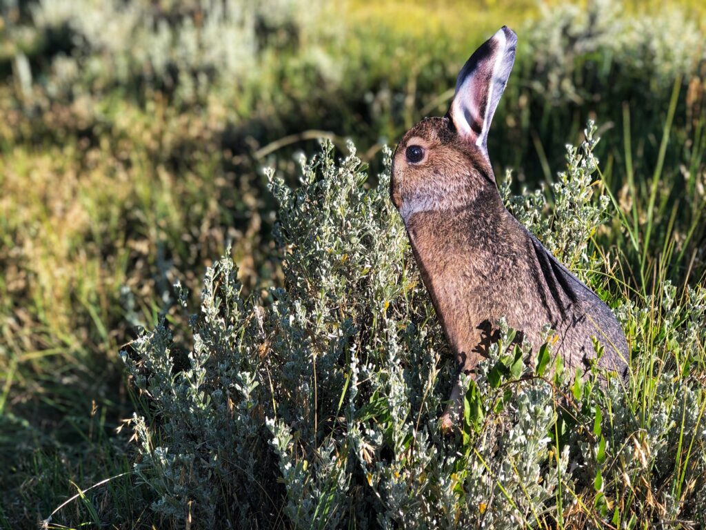 How To Call Summertime Coyotes