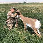 Decoying Pronghorn In Early August