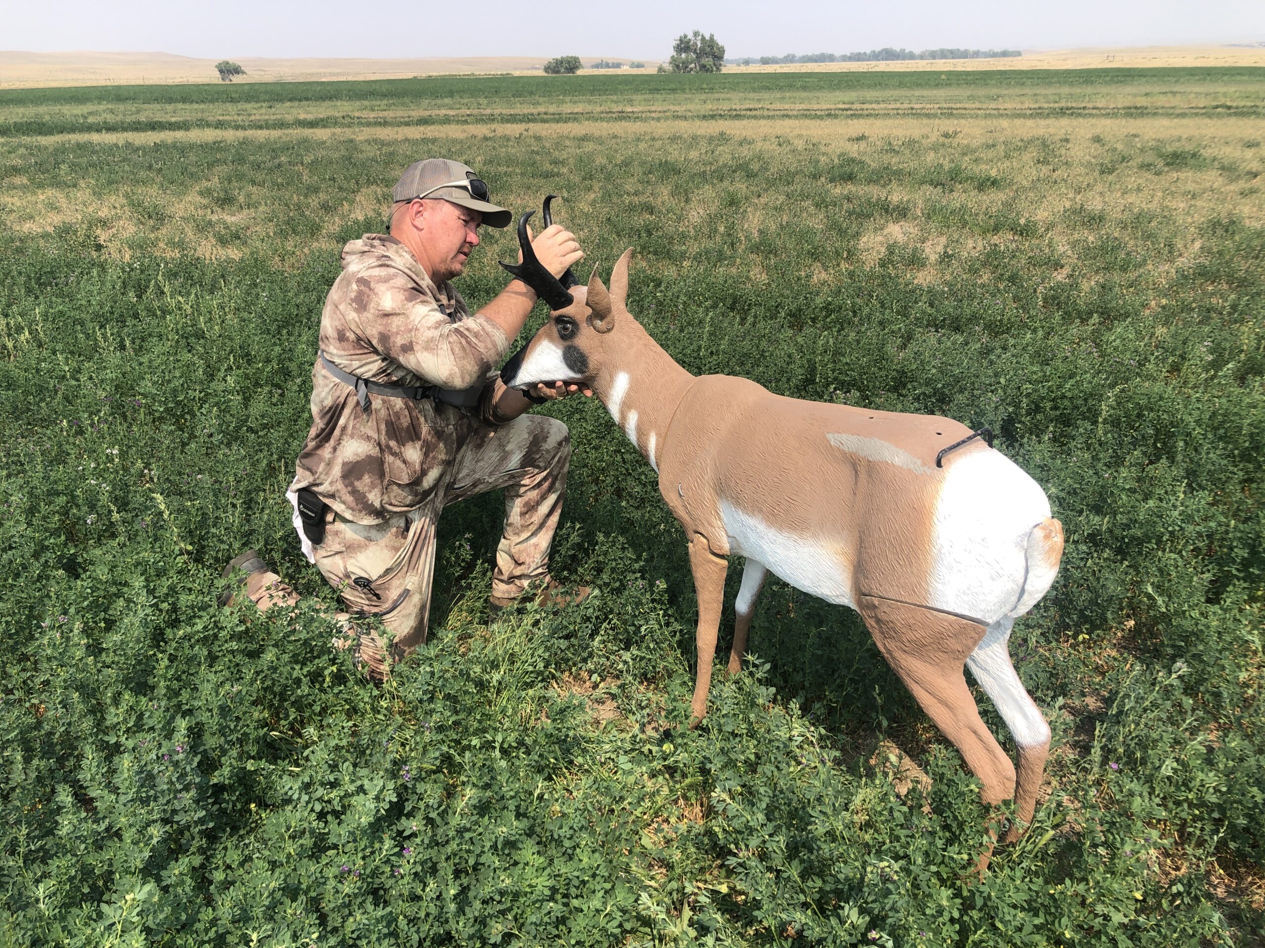Decoying Pronghorn In Early August