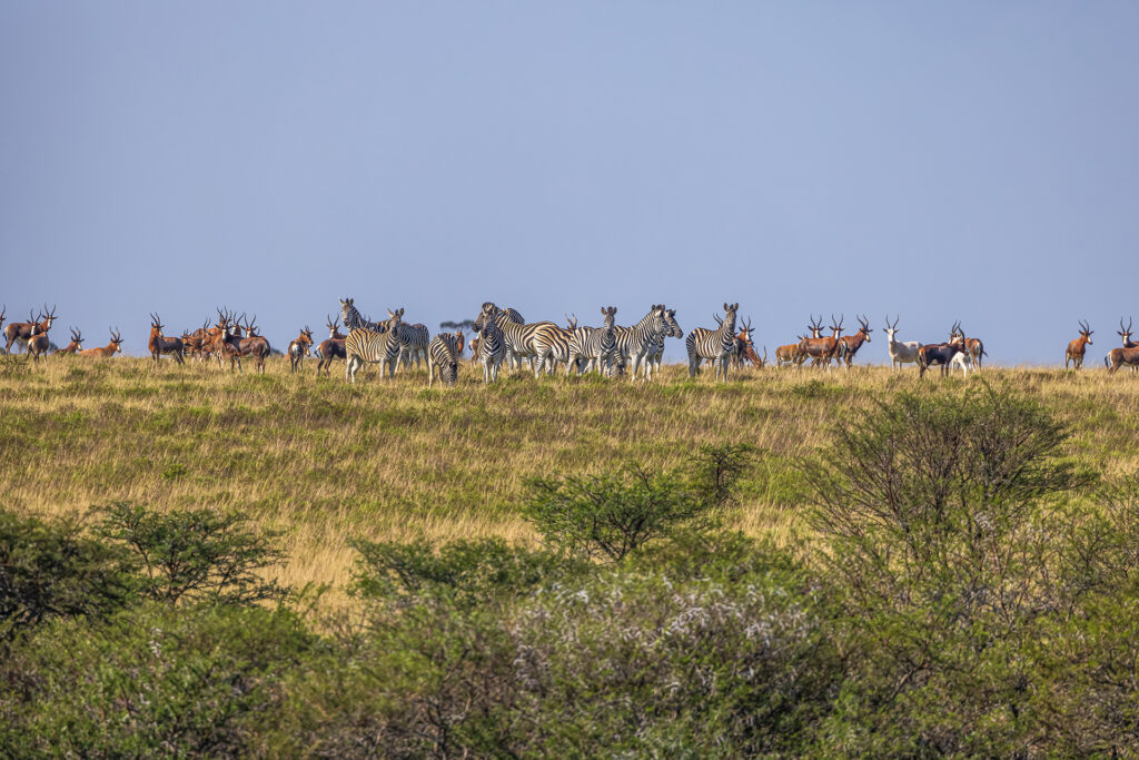 Why Now Is The Best Time Ever To Hunt South Africa