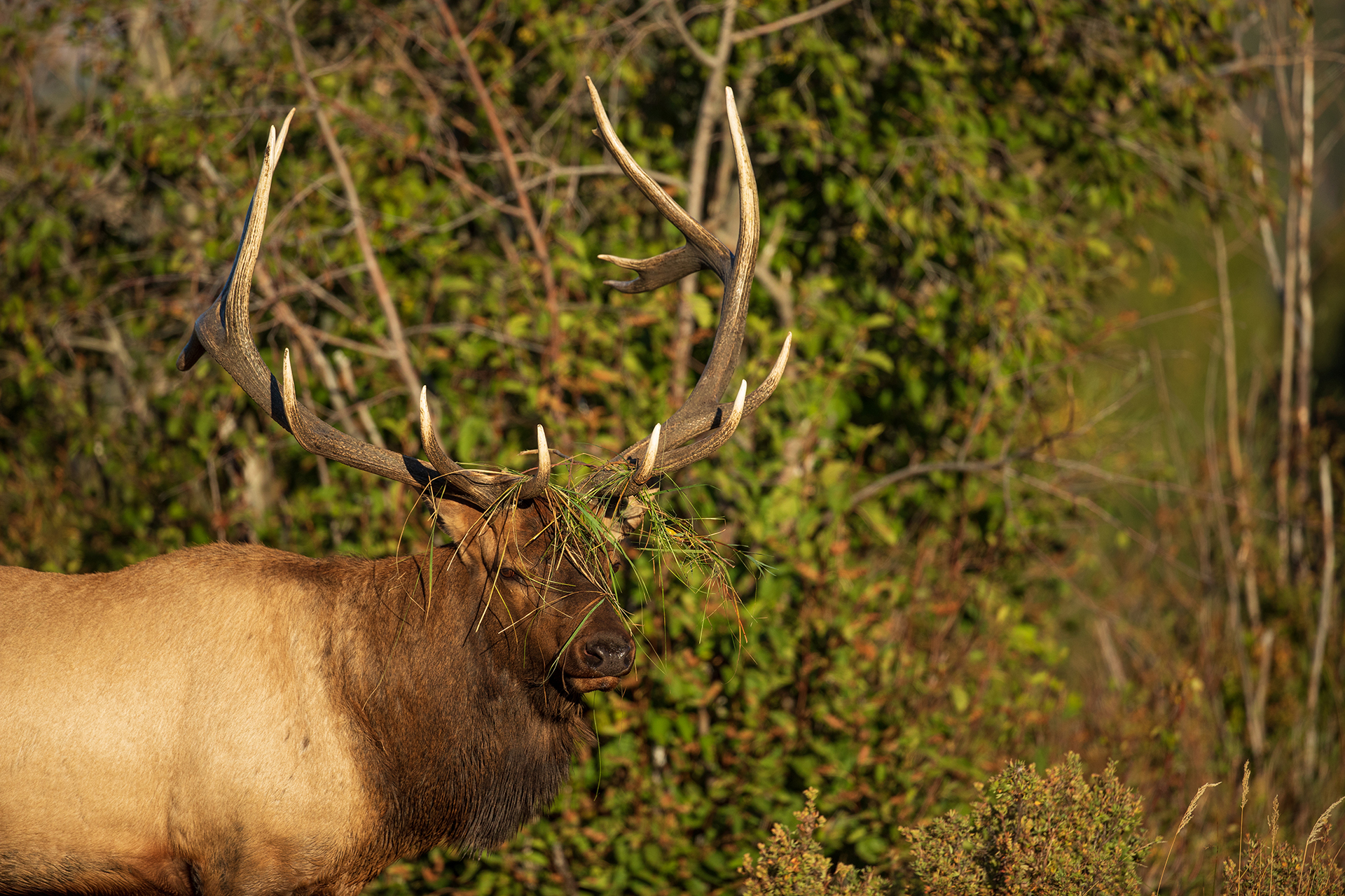 Gear Up For Elk Season