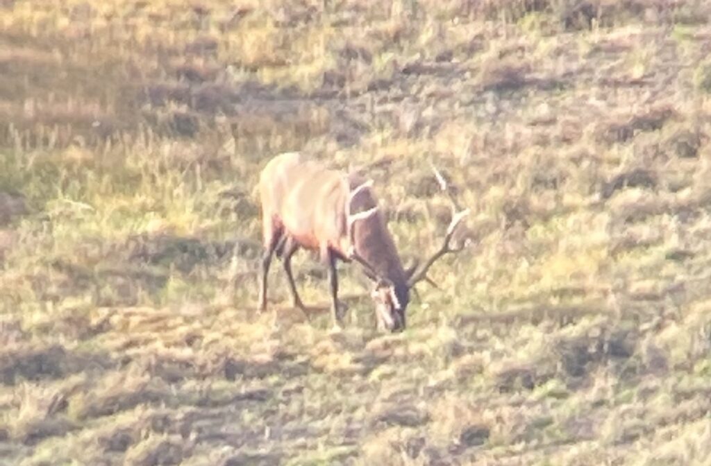 Spend The Evening Glassing For Elk