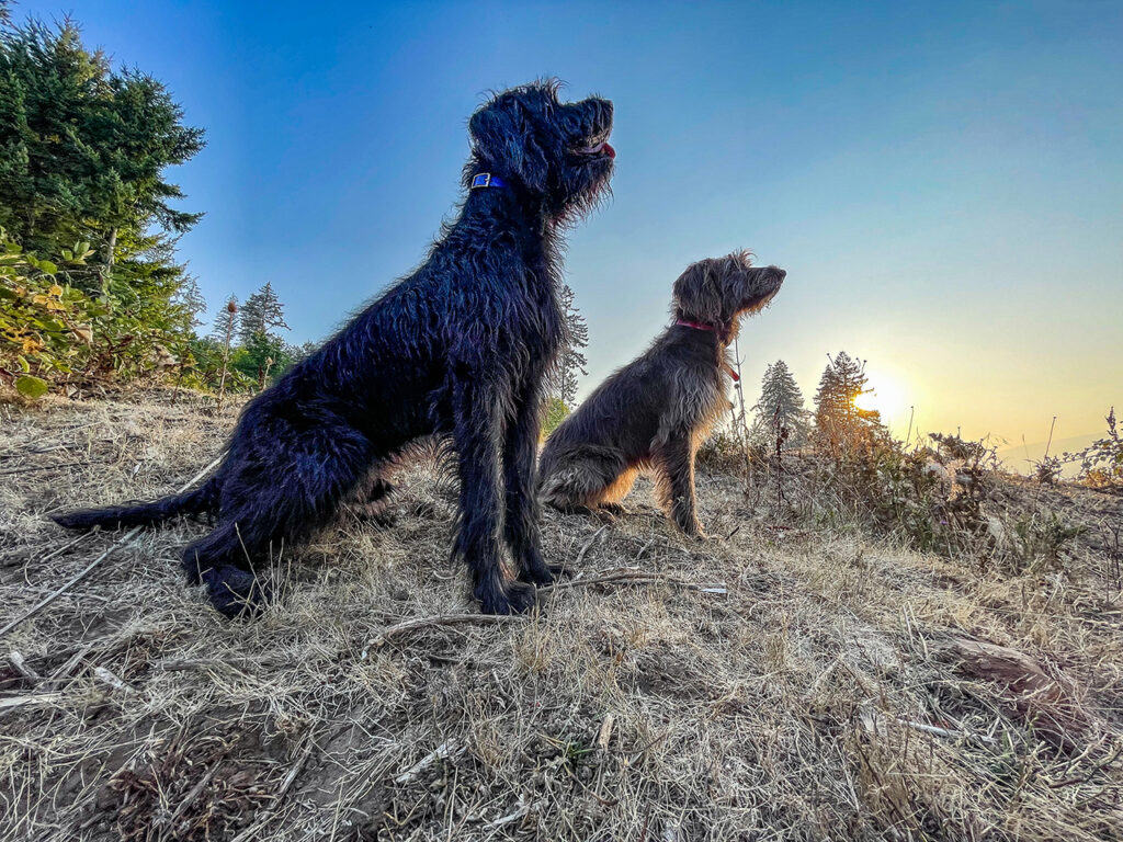 September Small Game Hunts With Your Dog