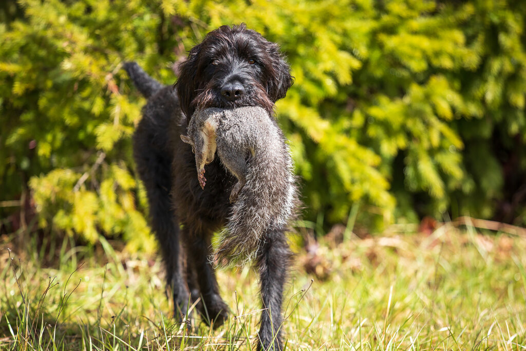 September Small Game Hunts With Your Dog