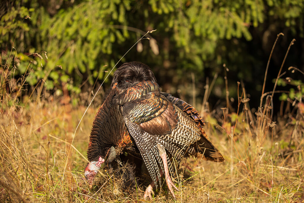 September Small Game Hunts With Your Dog