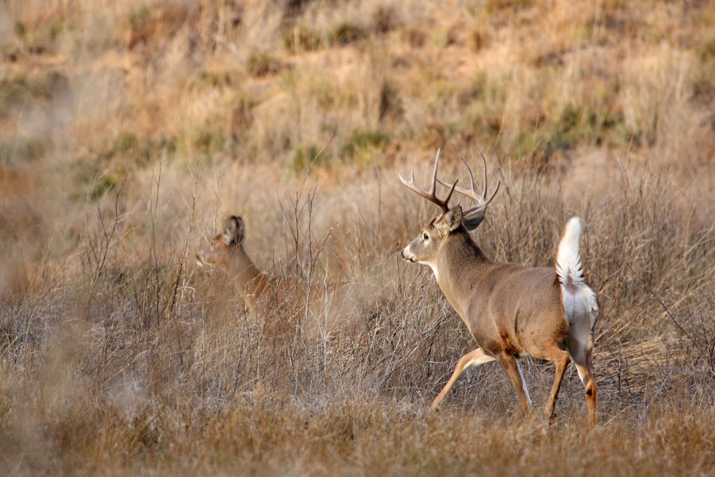 Three Rut Tactics You Can Count On!