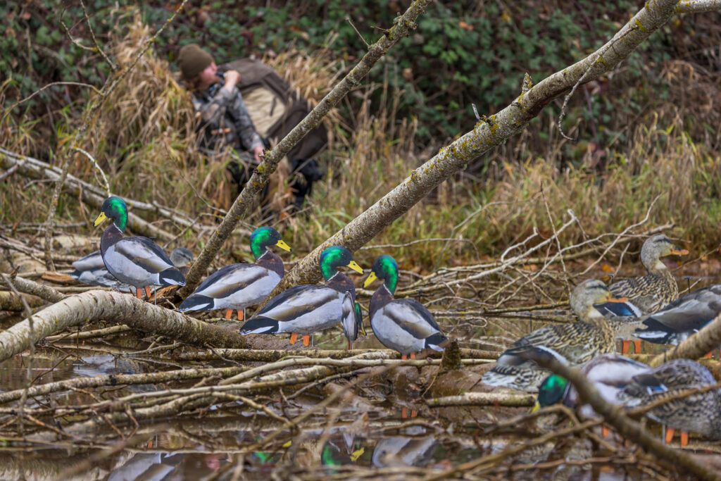 Gear Up For Waterfowl