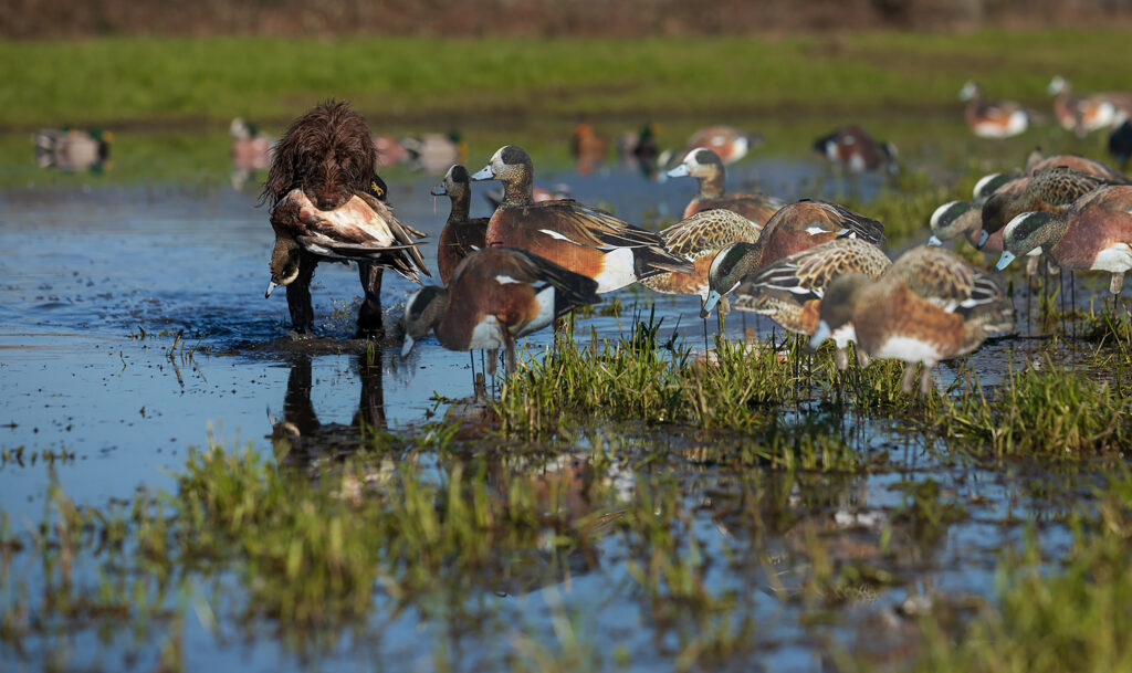 Dominate Early Season Ducks