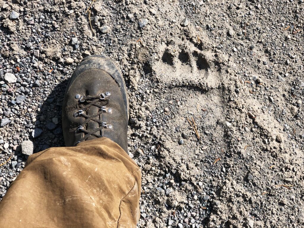 Gzb12 Grizzly Tracks In Grizzly Country Copyright Mark Kayser 1024x768