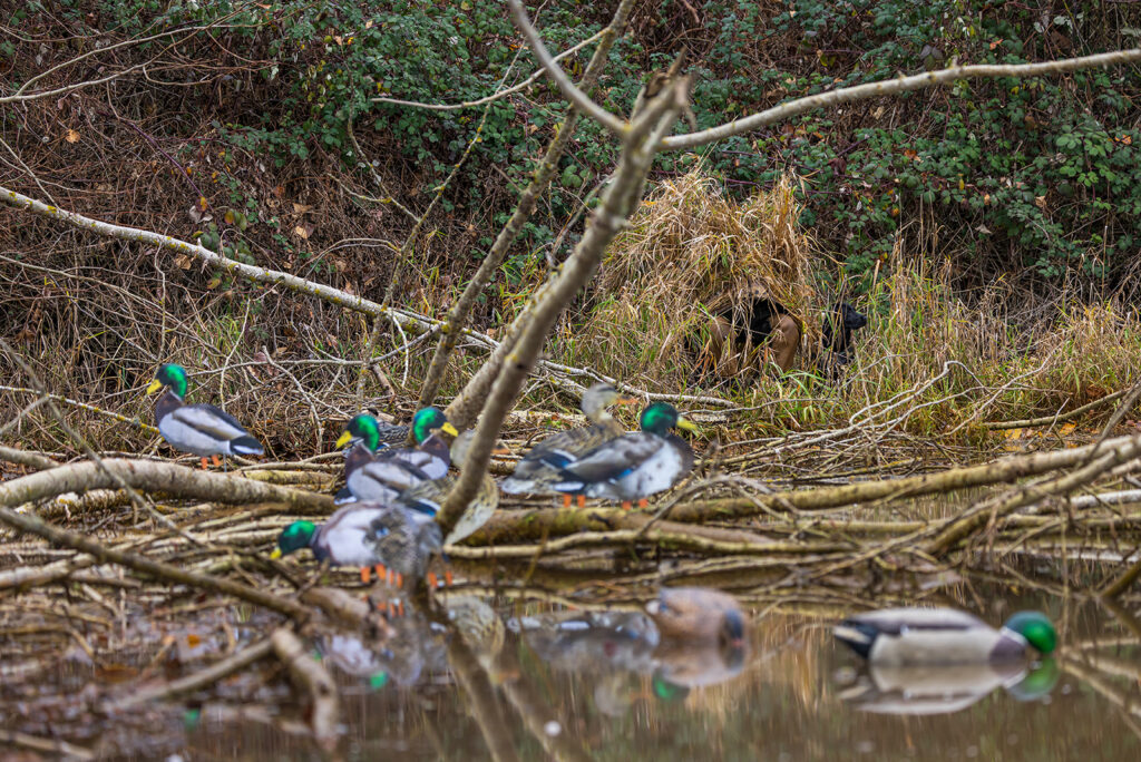 Dominate Early Season Ducks