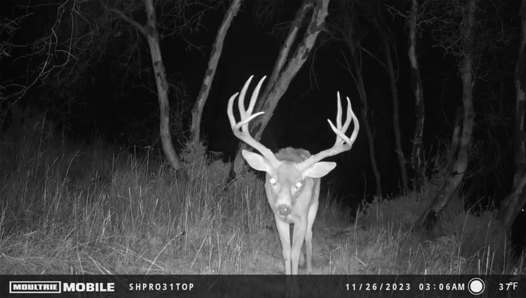 Western Rut Hunts