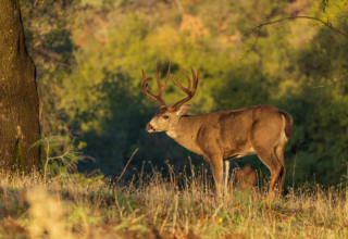 Western Rut Hunts