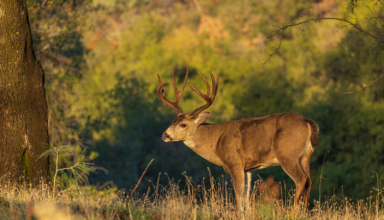 Western Rut Hunts