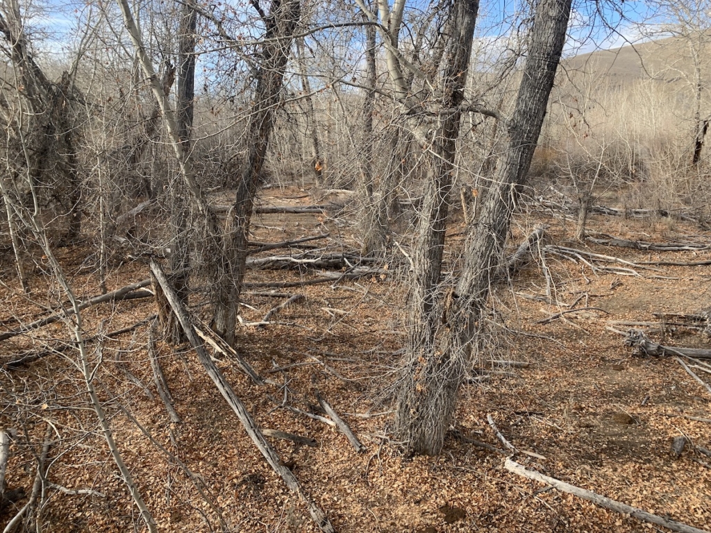 Embracing The Challenge Of Whitetail Hunting