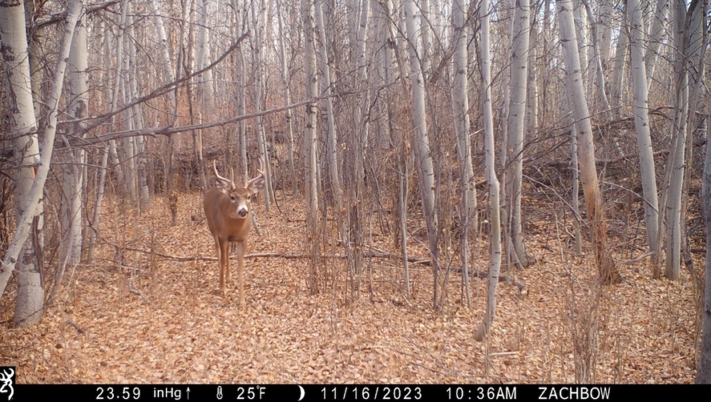 Embracing The Challenge Of Whitetail Hunting