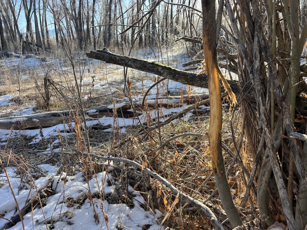 Embracing The Challenge Of Whitetail Hunting