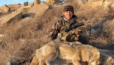 5 Excellent Predator Calibers