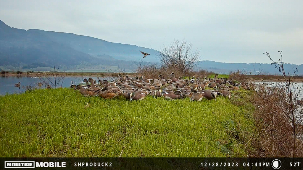 Trick Out Your Silhouettes For Late Season Ducks