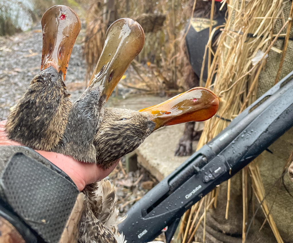 Tested & Proven Hunt Tough: Benelli Performance Shop Ethos Cordoba A. I. Be.s.t.