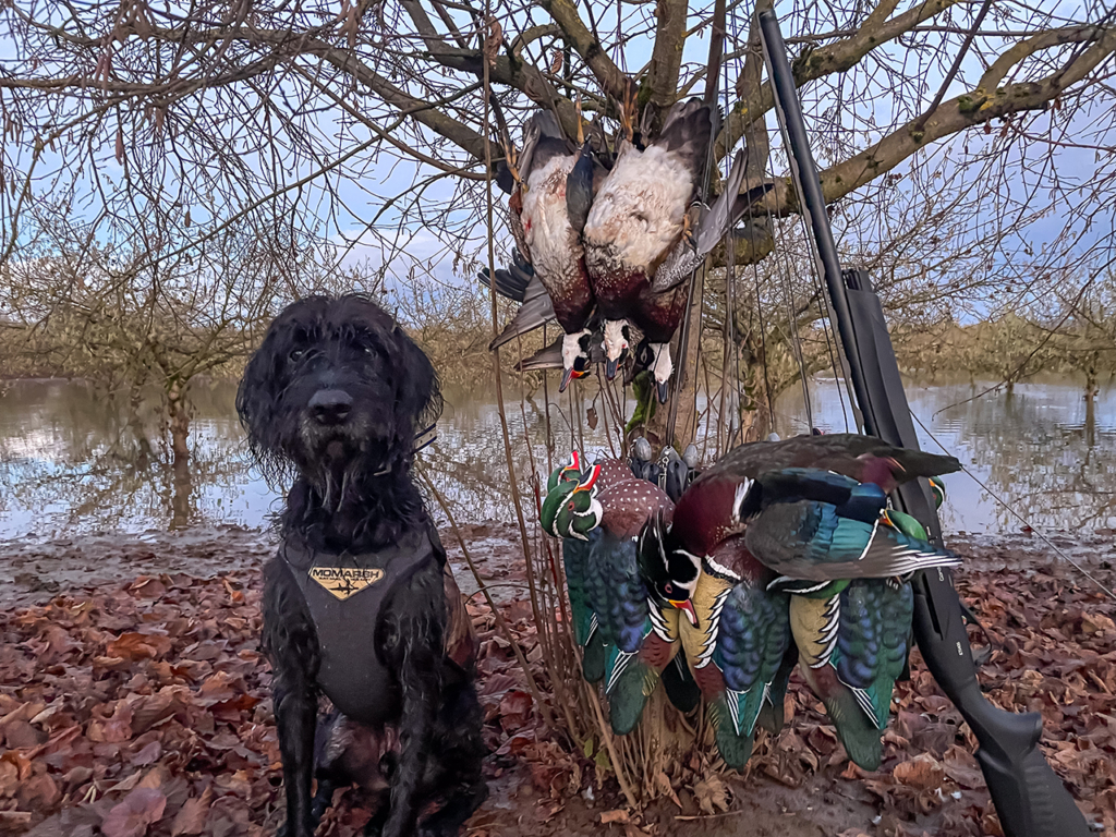 Tested & Proven Hunt Tough: Benelli Performance Shop Ethos Cordoba A. I. Be.s.t.