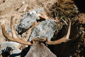 An Old Friend: A Solo Backcountry Archery Couse Deer Hunt