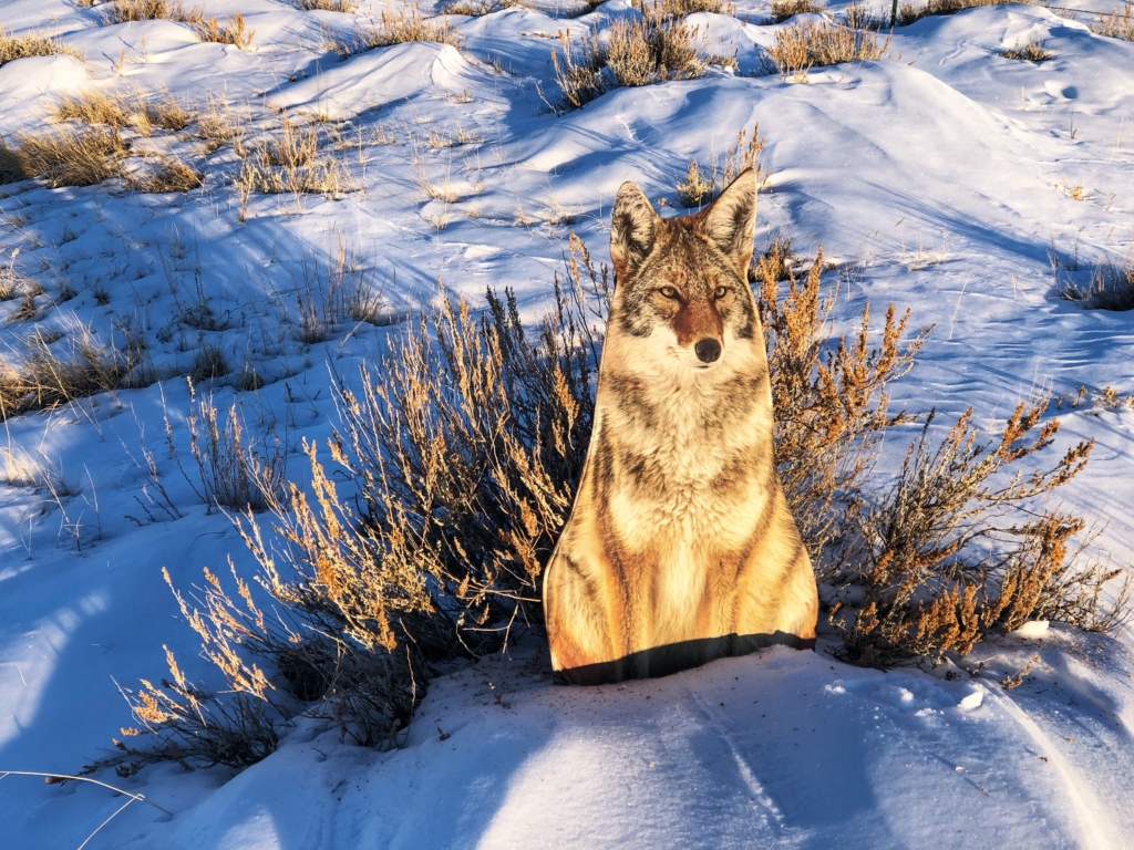 The Abc’s Of Coyote Howling