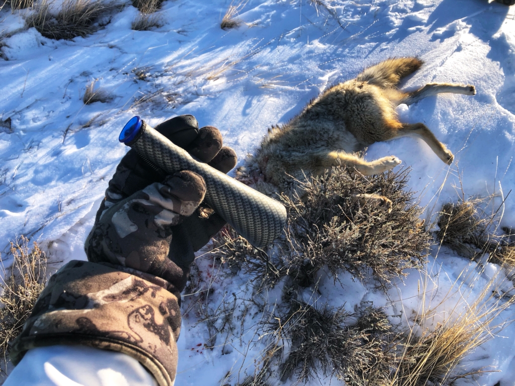 The Abc’s Of Coyote Howling