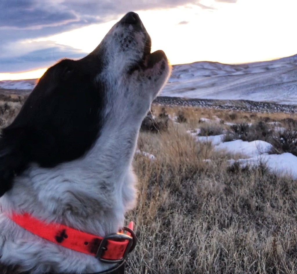 The Abc’s Of Coyote Howling