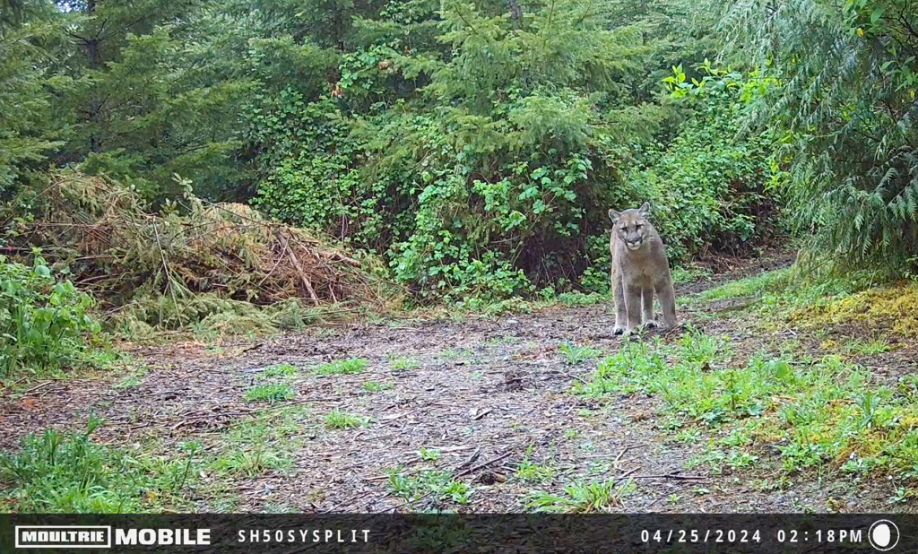 So You Want To Call A Mountain Lion