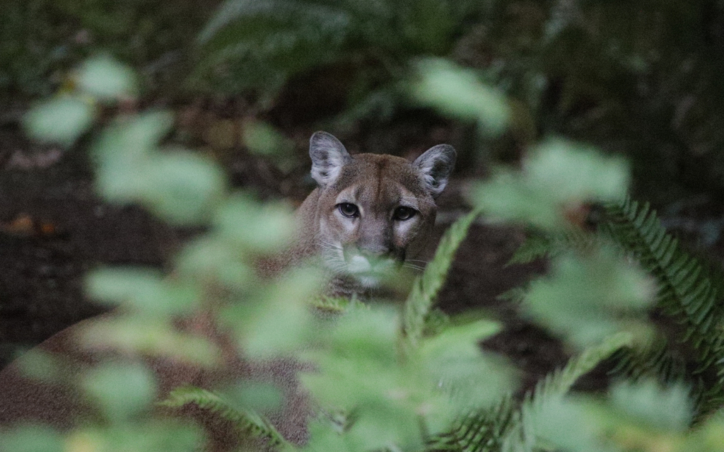 So You Want To Call A Mountain Lion