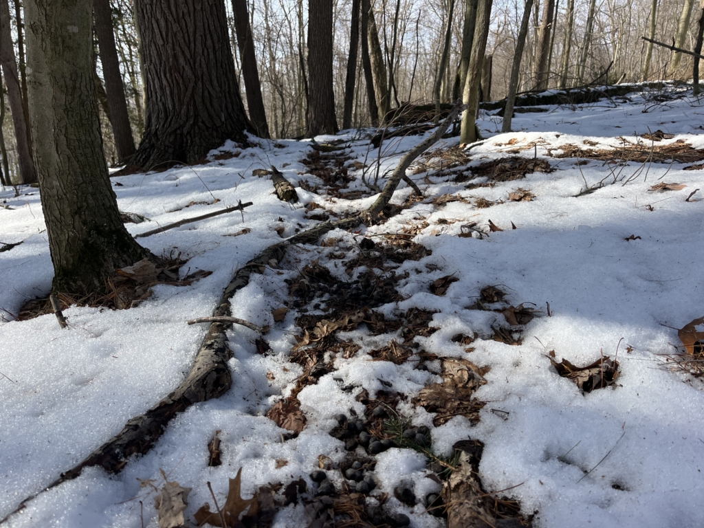 Backtracking To Your Next Buck