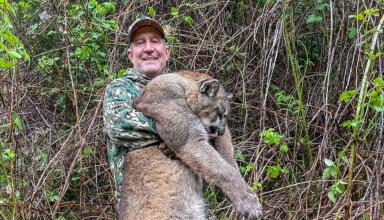 So You Want To Call A Mountain Lion