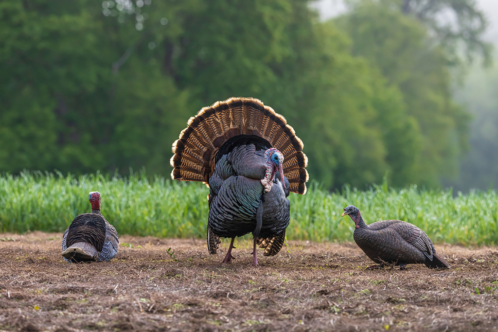 Must Have Turkey Gear From A Certified Tom Killer!