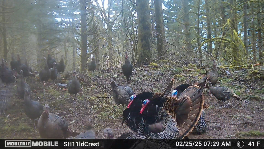 Scout Now To Kill An Opening Morning Tom