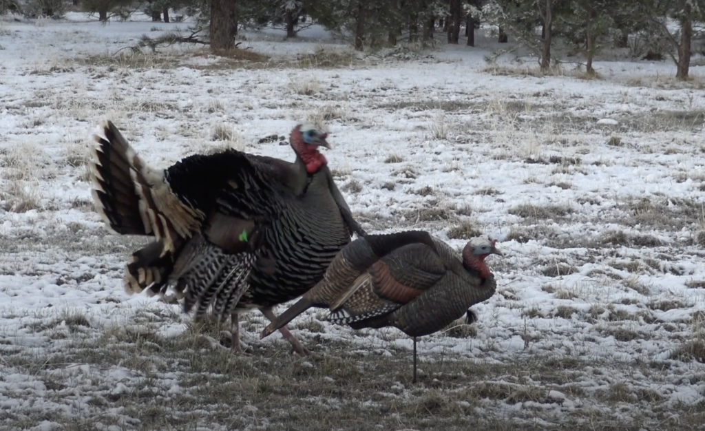 Where To Shoot A Turkey With A Bow