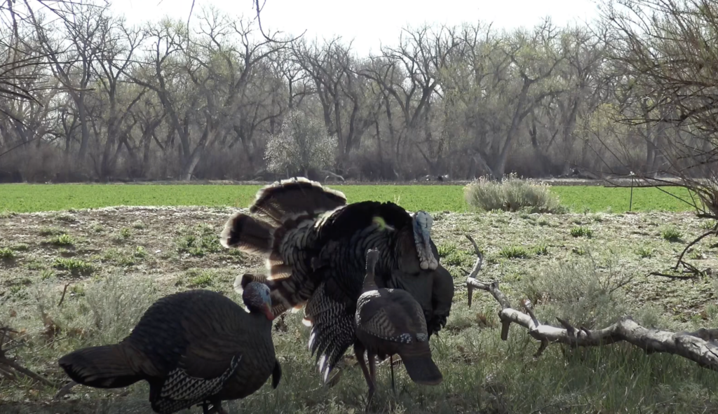 Where To Shoot A Turkey With A Bow