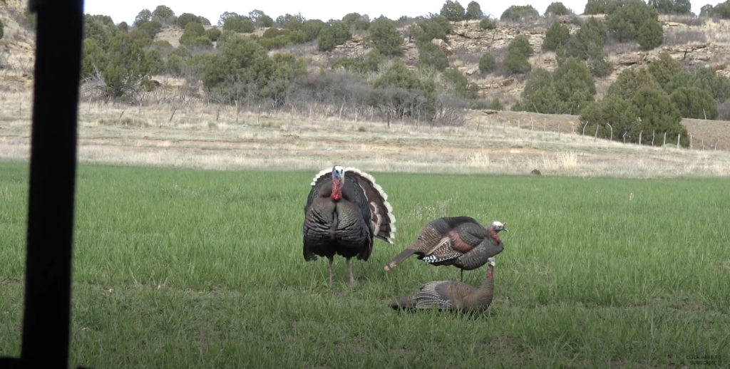 Where To Shoot A Turkey With A Bow