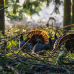 Scout Now To Kill An Opening Morning Tom