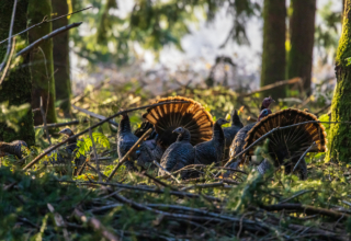 Scout Now To Kill An Opening Morning Tom