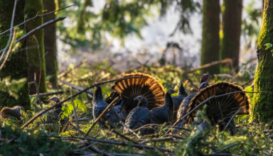 Scout Now To Kill An Opening Morning Tom