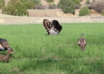 5 Decoy Tips For Late Season Turkeys